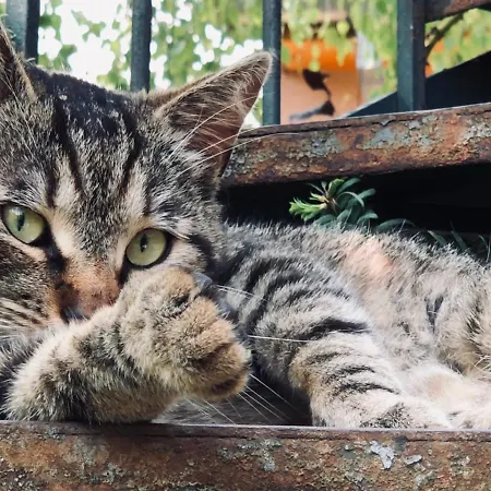 Le Voyage D'ubuntu Nyaraló Heiligenstein