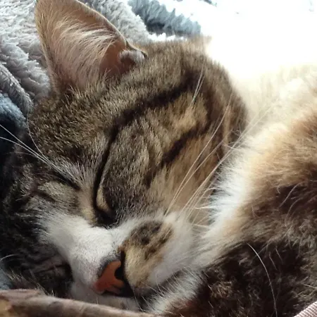 Le Voyage D'ubuntu * Heiligenstein